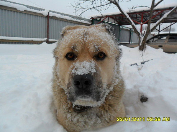 Алексей Кузнецов