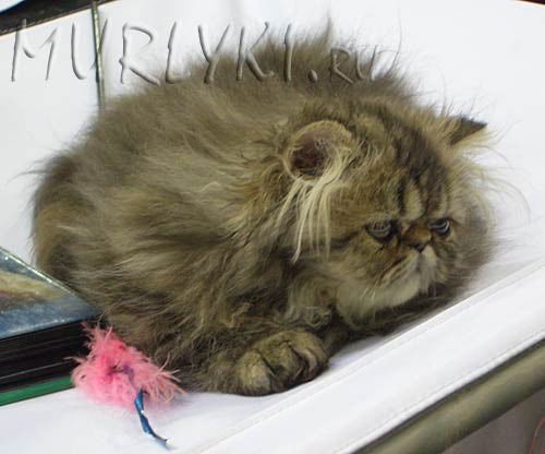 Михаил Я Сам