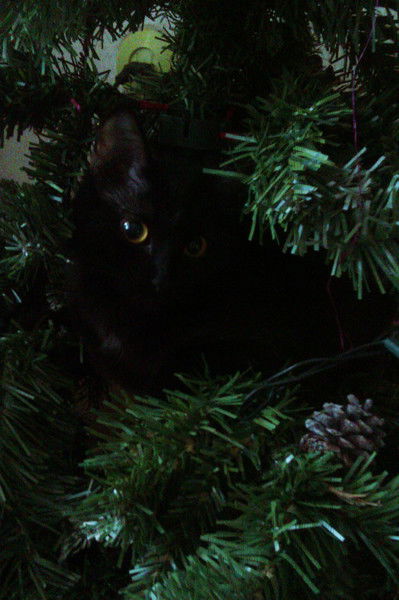 Резеда Валеева