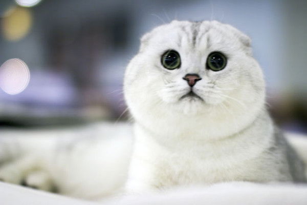 Ирина Максимова