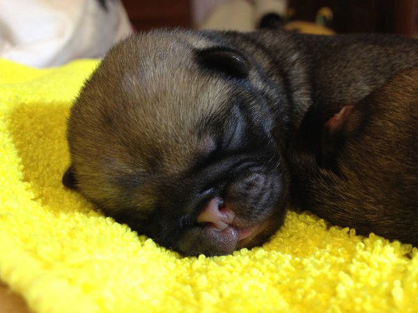 Евгений Есин