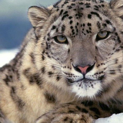 Анна Зубаирова