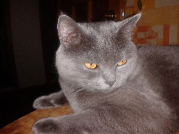 Елена Хурсан