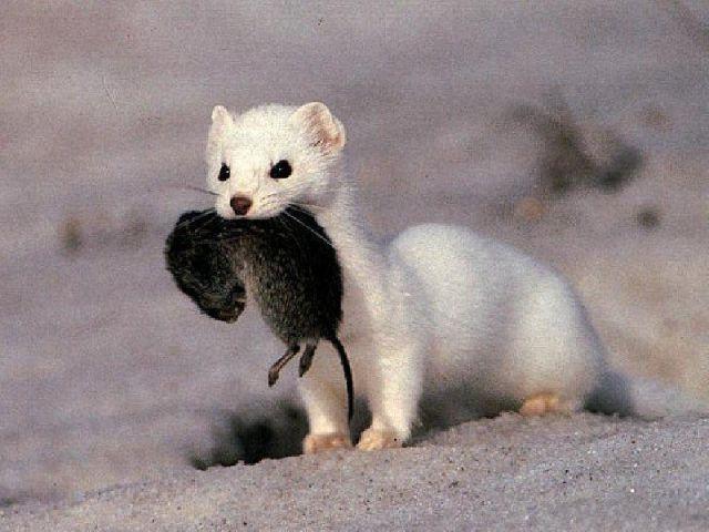 Василий Долгих