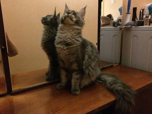 Игорь Зяблицев