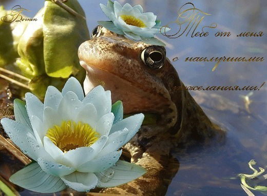 Лягуха-Царевна