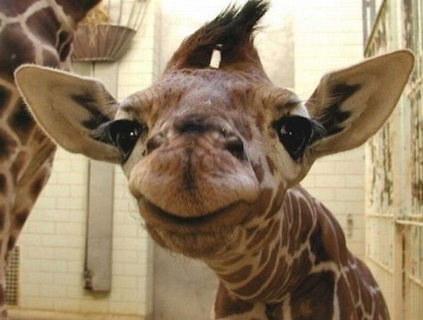 Сруль Соломонович