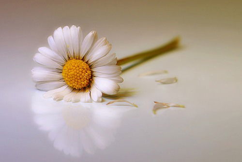 Katrin Ромашка