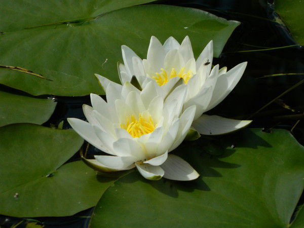 Людмила Чикризова