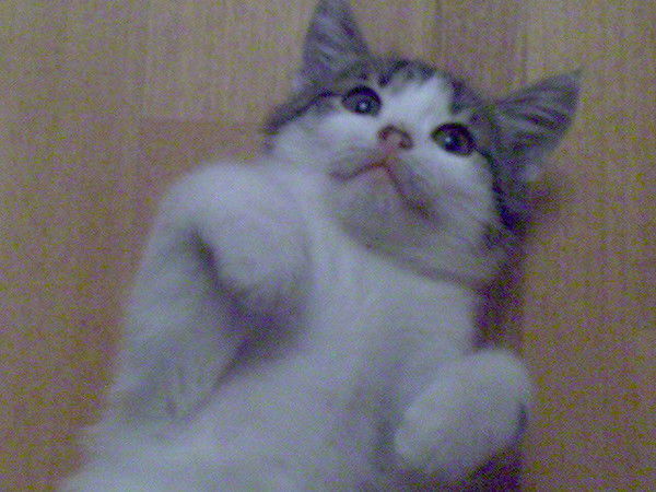 Илья Беклемишев