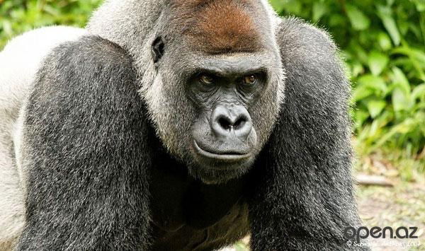 Вадим Хохлов