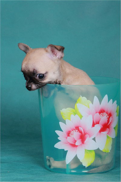 Татьяна Дивина