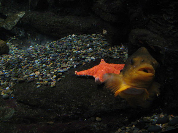 Алеся Глинкова