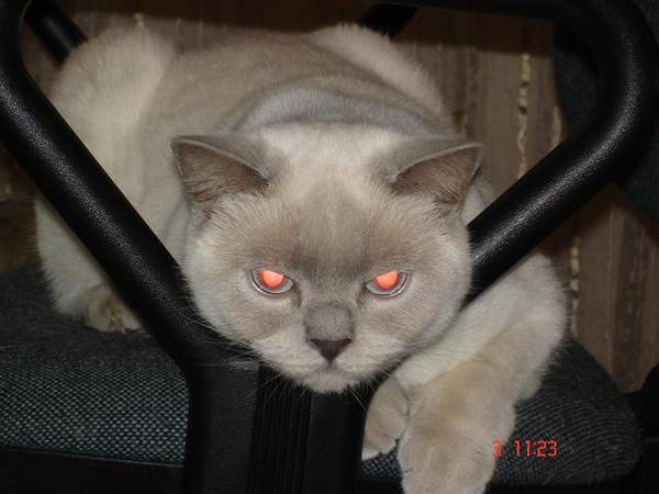 Александр Заболотских