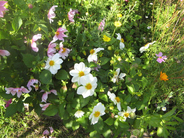 Любовь Палицина