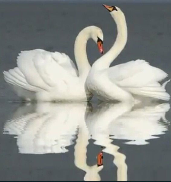 Людмила Ермакова (Колосова)