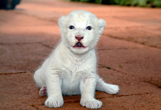 А Вот Нету Имени Догадайся