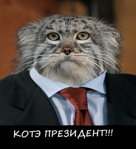 Сеньор Манул