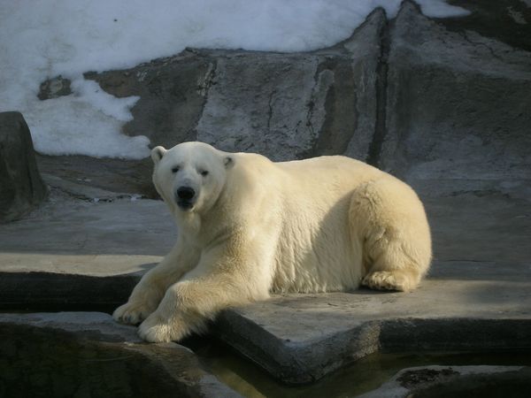 Мишка Айсберг