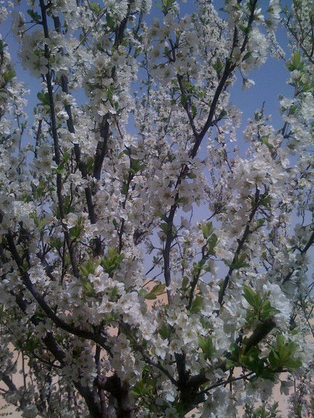 Виктор Яковлев