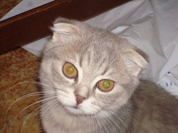 Ира Веприцкая