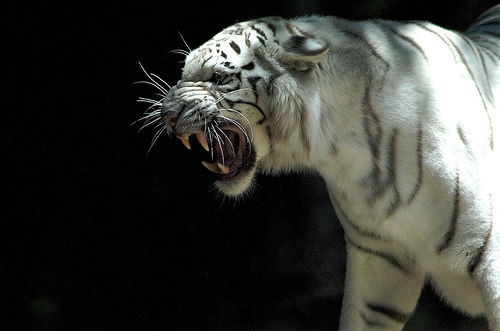 Капез Абдрахманов