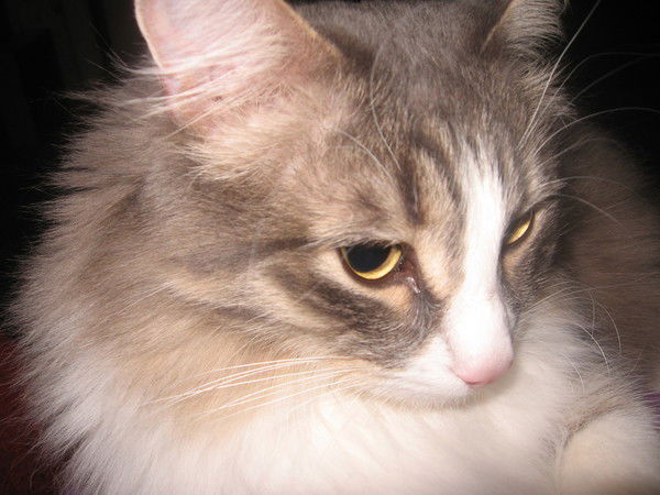 Вера Александрова