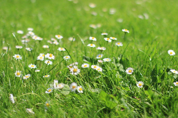 Диана Василенко