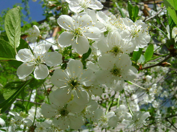 Полина Бондаренко