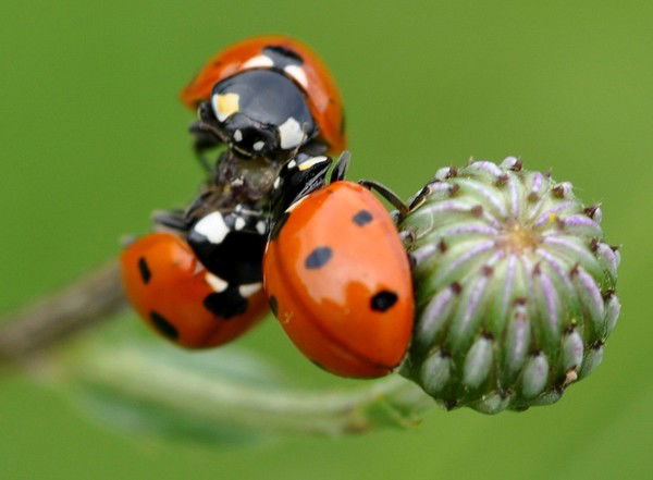 Ирина Генрих