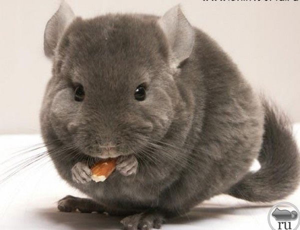 -Мир-Алексей Позилов