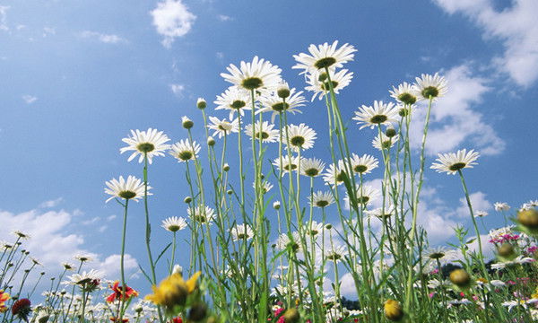 Ирина Субботина