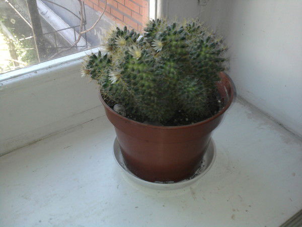 Наталия Цурпал