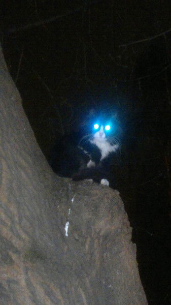 Сергей Шестак