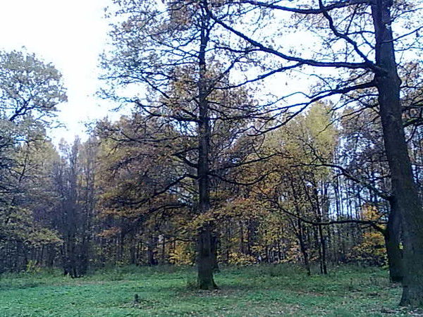 Даниил Гущин