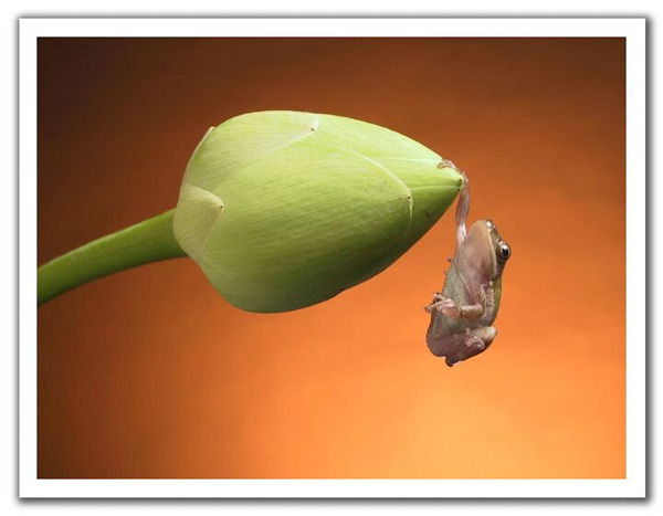 Айнуш Шкуденко