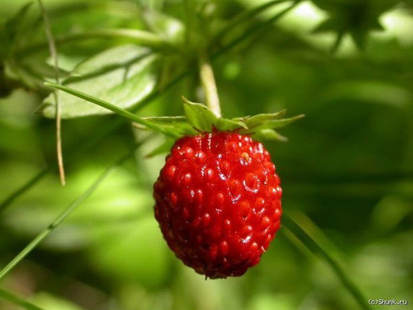 Александр Тодоров