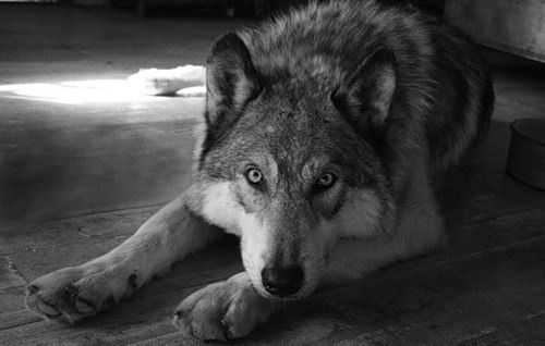 Олександр Бордюжан