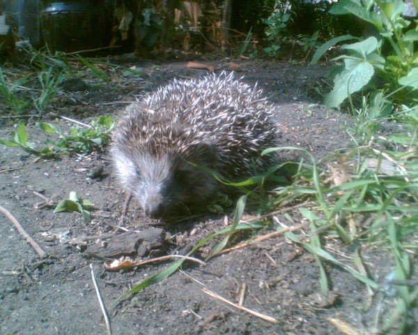 Наталья Евдокимова
