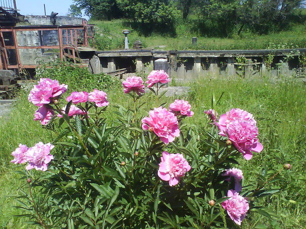 Василий Даниленко