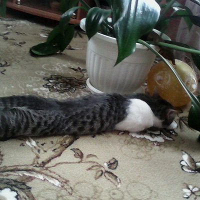 Азнагуль Хадильтова