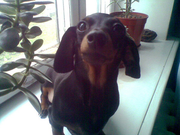 Ирина Шумейко