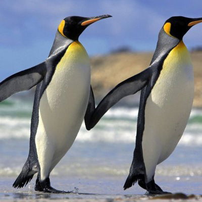 Слава Машновский