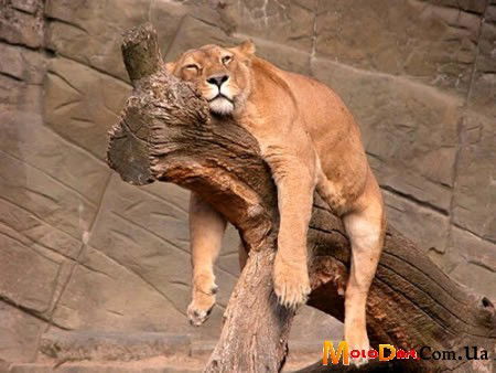 Сергей Соловьев