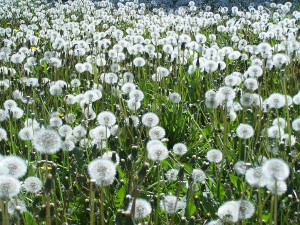 Ауп Красноярск Красноярский Край