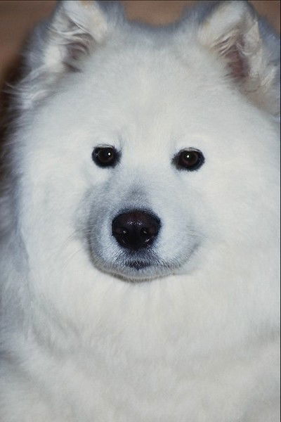 Олеся Титова