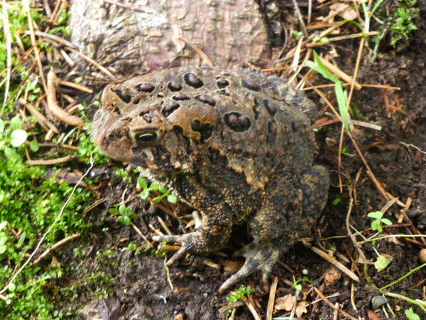 Людмила Аристархова