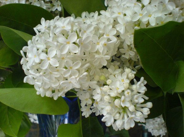 Наталья Петрова