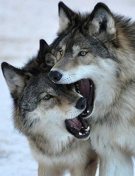 Иван Король