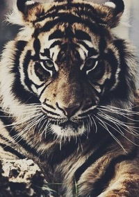 Милена Калимулина